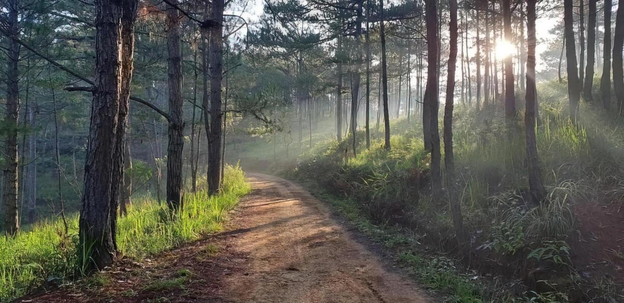 Romantic House On A Pine Hill Dalat エクステリア 写真
