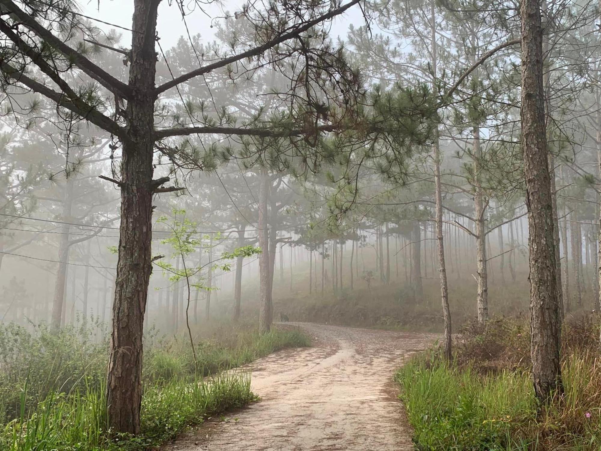 Romantic House On A Pine Hill Dalat エクステリア 写真