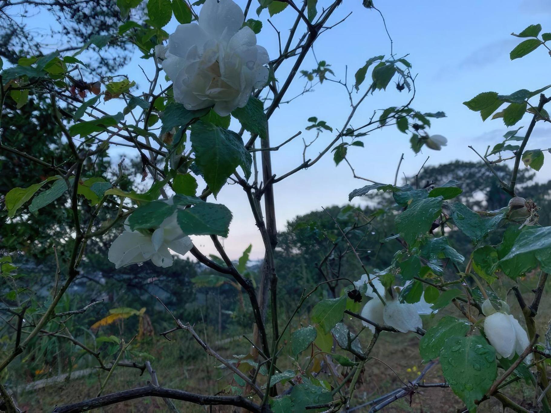 Romantic House On A Pine Hill Dalat エクステリア 写真