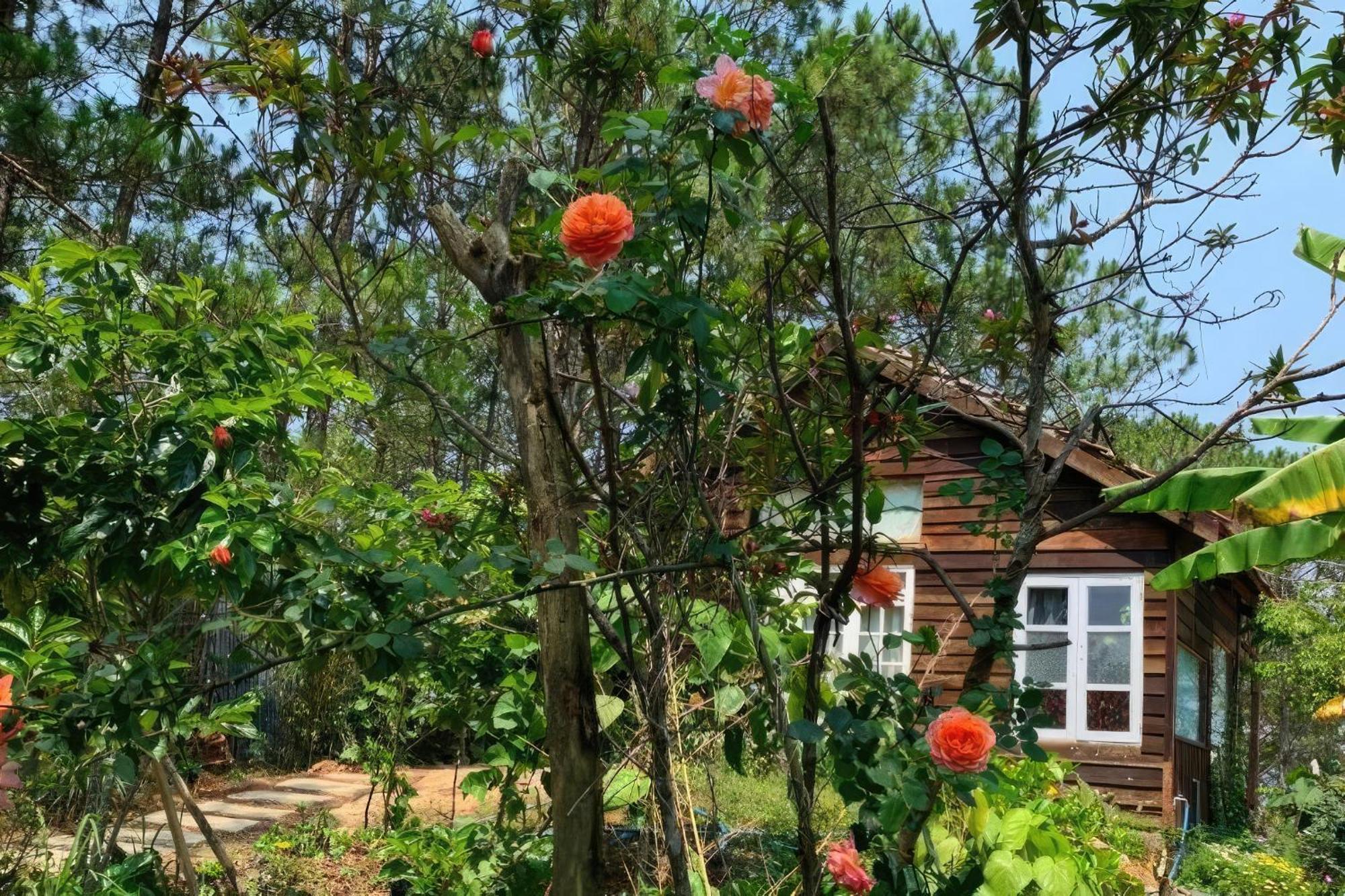 Romantic House On A Pine Hill Dalat エクステリア 写真