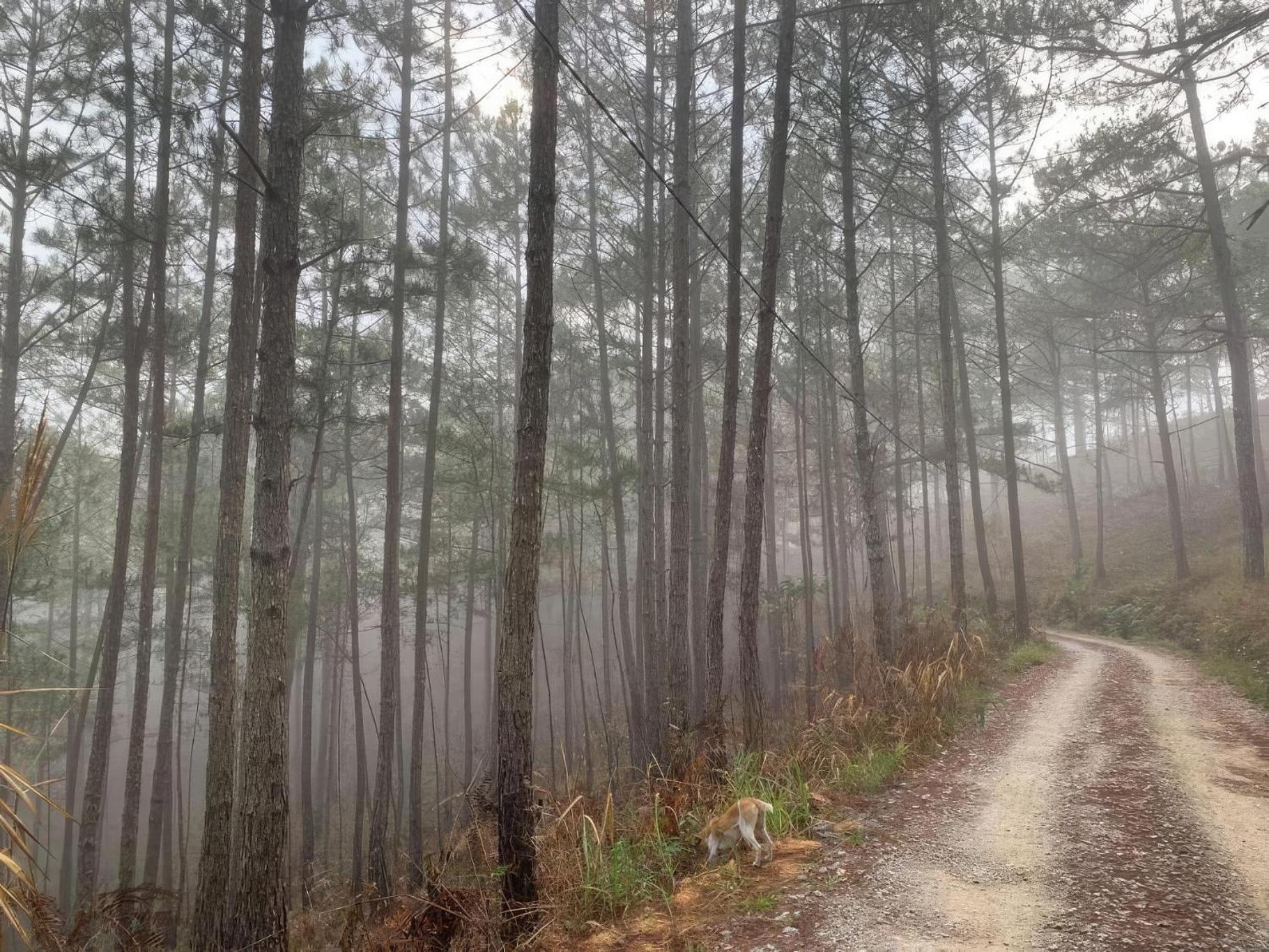 Romantic House On A Pine Hill Dalat エクステリア 写真